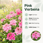 Verbena Plants Live, Verbena Plant from 4-8 Inches Tall, Long Blooming Outdoor Flower Plant for Garden Beds, Hanging Baskets and Containers (Pink)