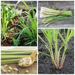 Set 4 Live Lemongrass Plants for Outdoor Planting, 10 Inc Tall Lemon Grass Live Plant, Live Lemon Grass, Lemon Grass Plants, Live Lemongrass Plant, Live Lemongrass Plants in Pot