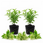 2 Night Blooming Jasmine Live Plants, Fragrant Flowering Shrubs, 4-6" Tall
