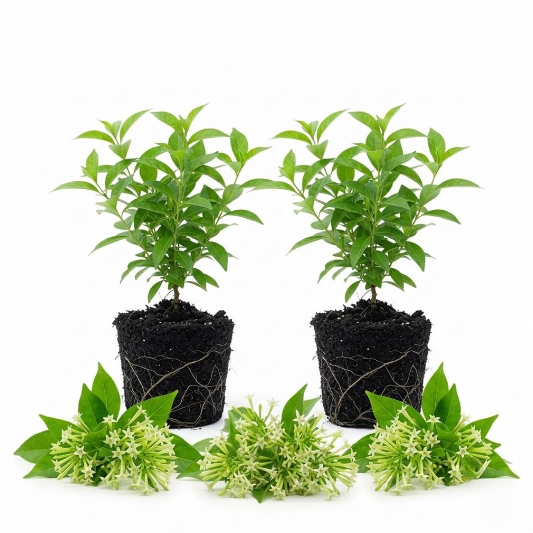 2 Night Blooming Jasmine Live Plants, Fragrant Flowering Shrubs, 4-6" Tall