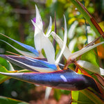 Sets 2 White Bird of Paradise Plants Live, Striking Blue White Blooms, 5 to 9 Inc Tall, No Pot, Tropical Houseplant, Exotic and Vibrant Color