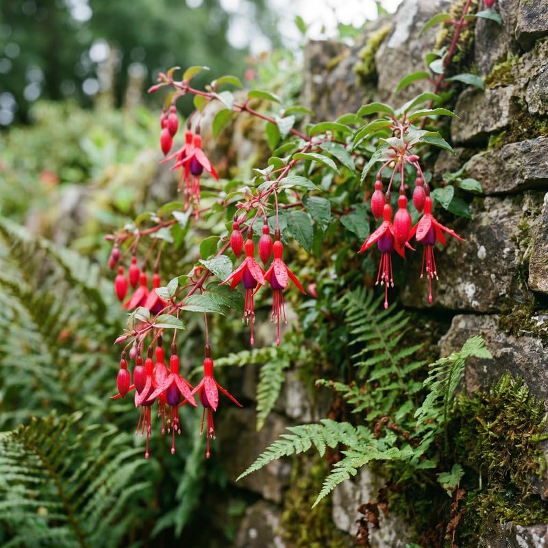 Set 2 Red Fuchsia Plants Live 4-7 Inches Tall, Colorful Hanging Flower Plants for Patio, Garden and Containers