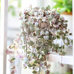 Ceropegia Woodii Variegated String of Hearts Live Plant, in Pot, Trailing Succulent Plant, Hanging Vine Live Indoor Houseplant