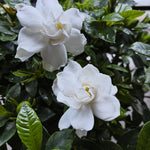 2 Mix Jasmine Live Plants, Fragrant Flowering Shrubs, 4-6" Tall