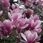 Jane Magnolia Tree in Gallon Pot, Live Flowering Magnolia Tree, Hardy Ornamental Shade Trees with Fragrant Blooms