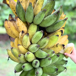 Namwah Banana Plant Live, 4-6" Tall Well-Rooted for Indoor Tropical Displays, Cold Hardy Banana Fruit Tree