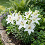 Pack of 3 White Lily Bulbs for Planting, Bright Sunny Blooms, Summer Flowering Perennial Garden Flowers, Lily Bulbs for Containers and Outdoor Garden