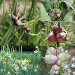 25 Walking Onions Bulbs for Planting, Heirloom Onion Bulbs, Large Egyptian Walking Onion Bulb