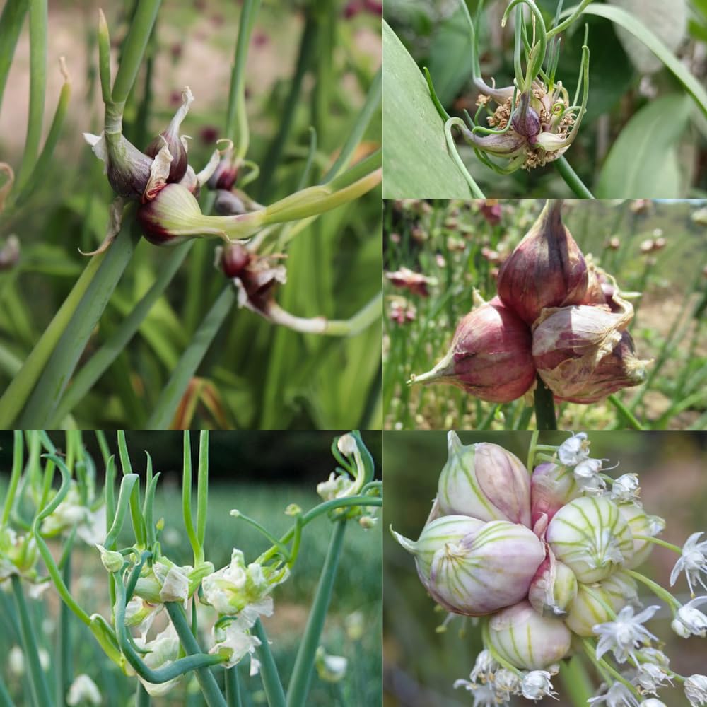 25 Walking Onions Bulbs for Planting, Heirloom Onion Bulbs, Large Egyptian Walking Onion Bulb