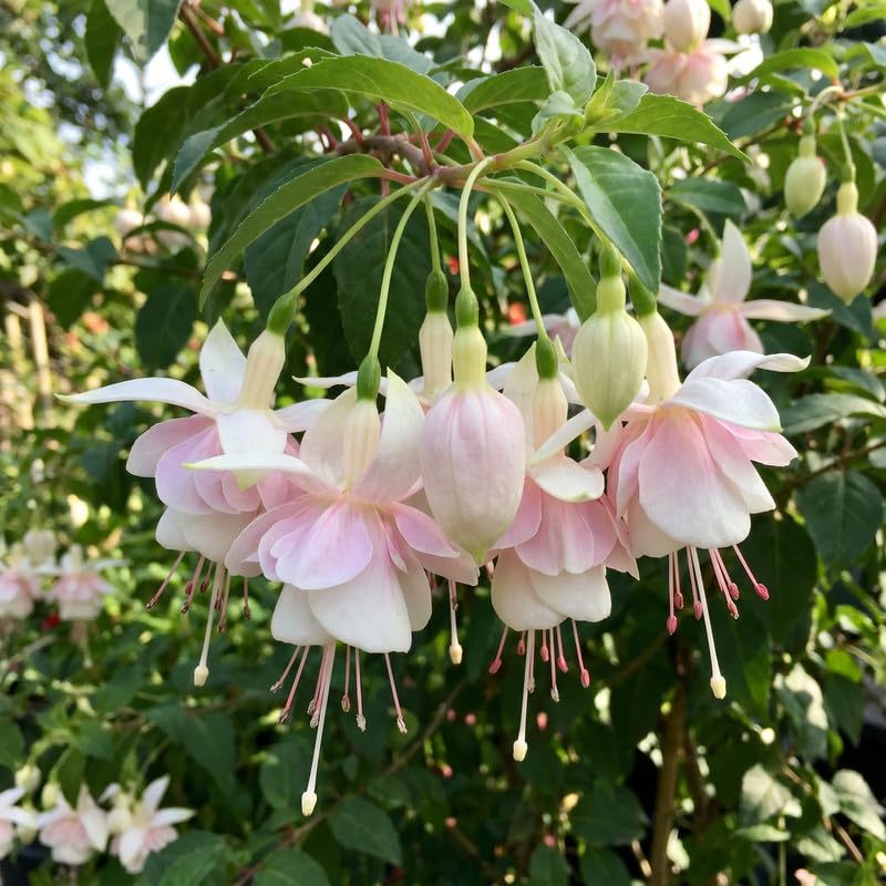 Set 2 Fuchsia Plants Live 2-5 Inches Tall, Colorful Hanging Flower Plants for Patio, Garden and Containers
