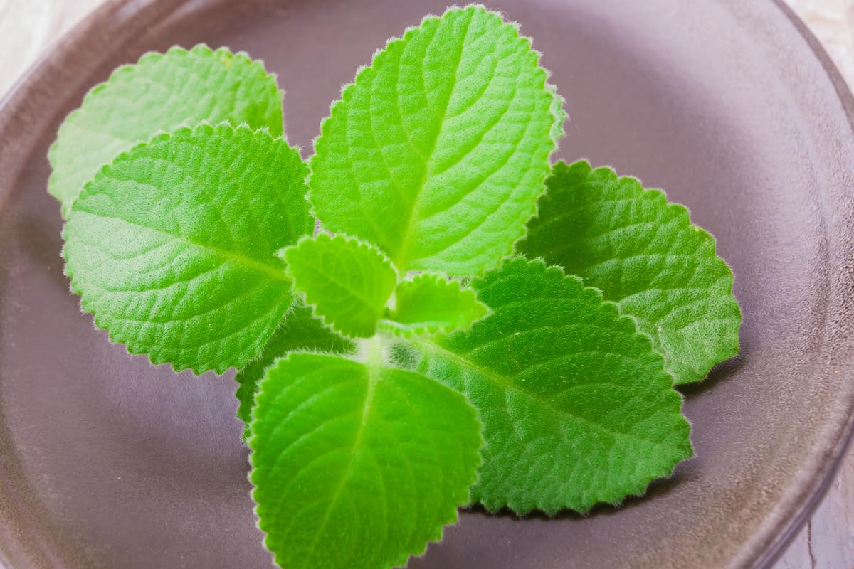 Cuban Oregano Plants Live, 2 Plants, Live Cuban Oregano Plant Indoor, 4 to 6 Inc Tall, Mexican Mint Plant, Spanish Thyme Plant Live, Well Rooted for Gardening