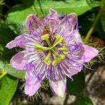 Passion Flower Plant Live, 5 to 8 Inch Tall Passiflora Vine, Fragrant Climbing Plant for Garden or Trellis, No Pot, Well-Rooted (Light Purple Passion Flower)