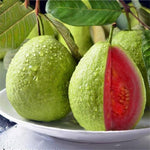 Large Sweet Pink Guava Tree for Planting, 20 to 24 Inches Height in Pot, Sweet Guava Trees Fruit for Gardening