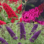 AVERAR 3 Buddleia Butterfly Bush Live Plant Ready to Plant Outdoor, Random Blooms, Starter 5 to 9 Inches Tall, Cold Hardy and Fragrant, Zones 5-9
