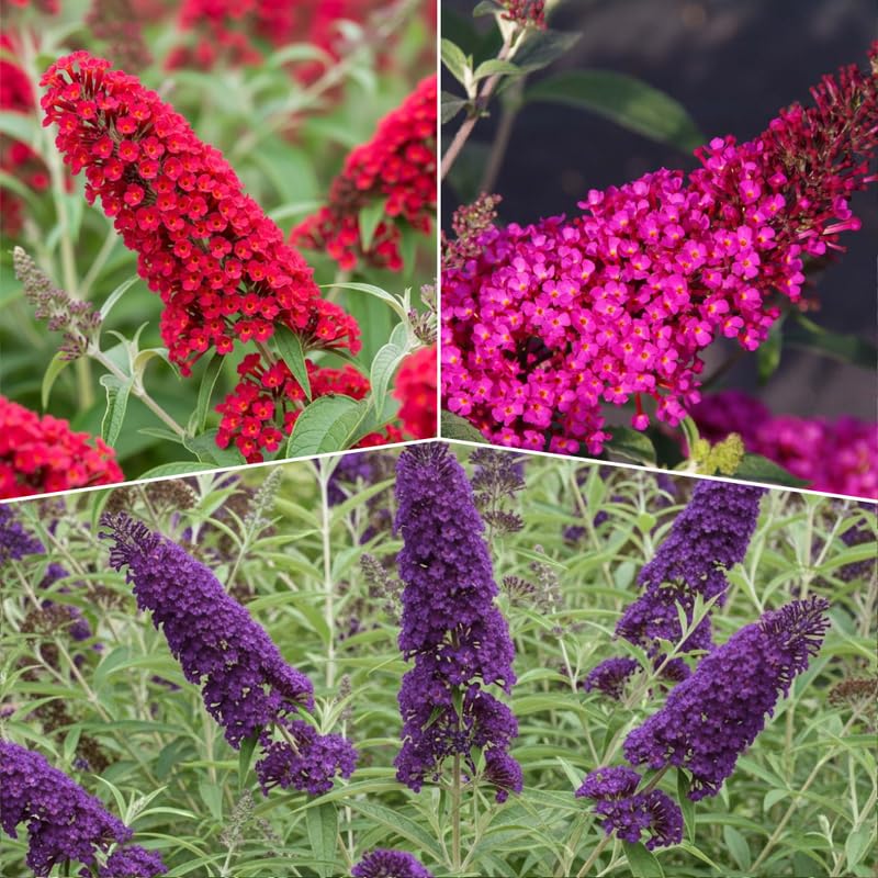 AVERAR 3 Buddleia Butterfly Bush Live Plant Ready to Plant Outdoor, Random Blooms, Starter 5 to 9 Inches Tall, Cold Hardy and Fragrant, Zones 5-9