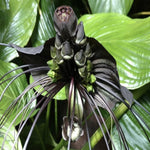 Black Bat Flower Live Plant, Tacca Chantrieri Orchid Houseplant Indoor Outdoor, Black Plant Live for Planting, 5-9" Tall