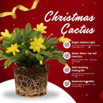 Christmas Cactus Plant, Thanksgiving Cactus in 4” Pot, Colorful Holiday Blooms, Indoor Gardens Growing (Random Color Christmas Cactus)