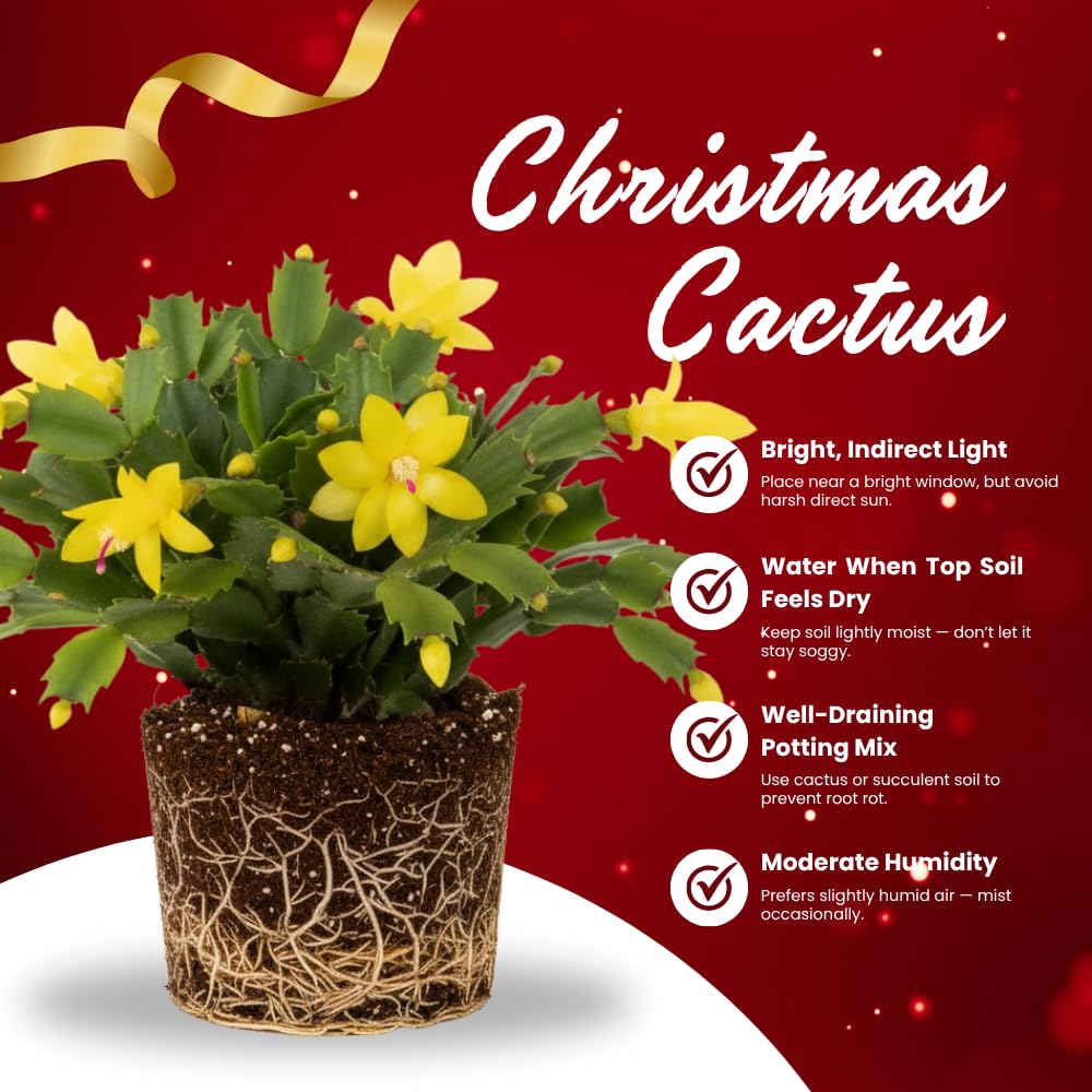 Christmas Cactus Plant, Thanksgiving Cactus in 4” Pot, Colorful Holiday Blooms, Indoor Gardens Growing (Random Color Christmas Cactus)