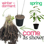 Pawpaw Trees Live Plants, 6-12" Paw Paw Seedling Plants, 1 Year Old Well Rooted, Common Pawpaw Asimina Triloba