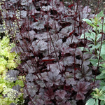 Pack 3 Heuchera Plants Live, Coral Bells Plants 4-7” Tall for Shade Gardens, Borders, Pots, Heuchera Perennials Seedlings (Black Heuchera)