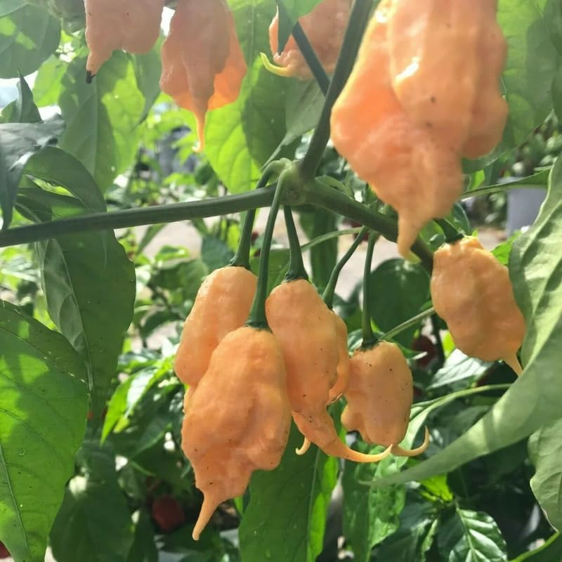Pack 2 Sugar Rush Peach Pepper Live Plants, Hot Peach Pepper Live Plants, Chili Plants for Growing, 80 Days Old Plants
