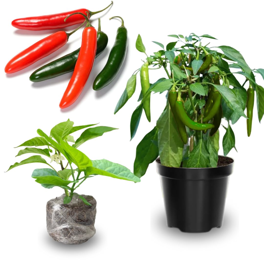 2 Plants Serrano Pepper Live Plants Per Pot, 100 Days Old Pepper Plant Well Rooted Seedlings, Hot Peppers for Year Round Harvesting, No CA