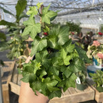 English Ivy Plant, Hardy English Ivy Ground Cover 5-7 Inches Tall
