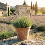 4 Provence Lavender Plants Live, Fragrant Lavender Herb for Garden, Patio Containers and Indoor Décor, 4-7 Inches Tall