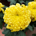 2 Mums Plants Live, Double Yellow Chrysanthemum Plants Live, 5 to 7 Inc Long, Chrysanthemum Flower Mum Live Plant