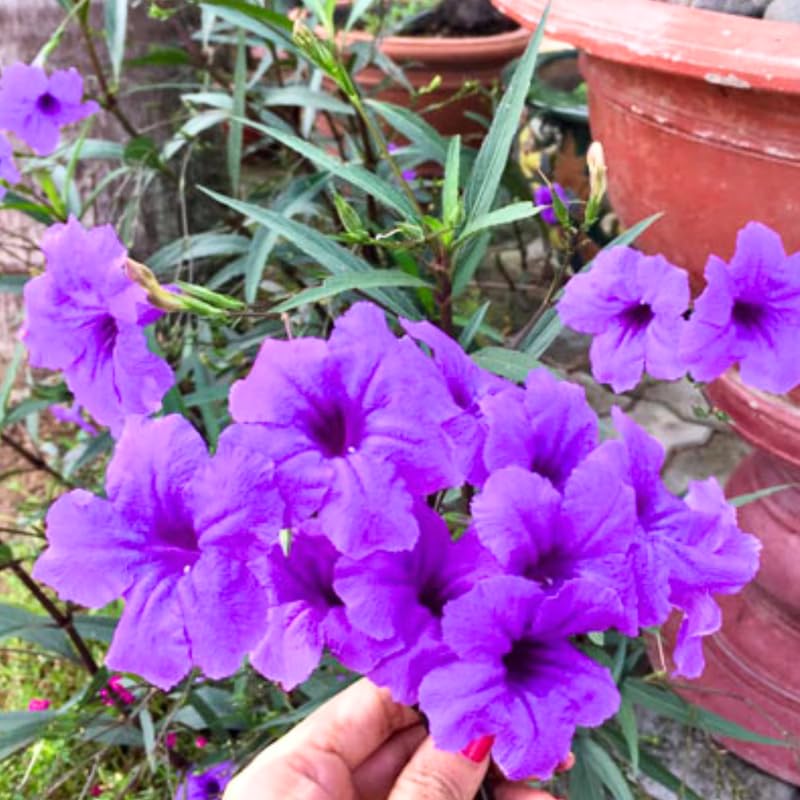 Pack 3 Purple Mexican Petunia Live Plants, 4-9" Tall Hardy Ruellia Simplex Petunia Perennials for Garden, Landscape, Patio