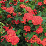 3 Live Ixora Plants, 5-7 Inc, Red Ixora Live Plant, Tropical Shrub Plant for Gardening