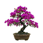 2 Bougainvillea Plants Live, Bougainvillea Live Plant, 4 to 6 Inc Tall, Flower Vine Plant Garden (Purple)