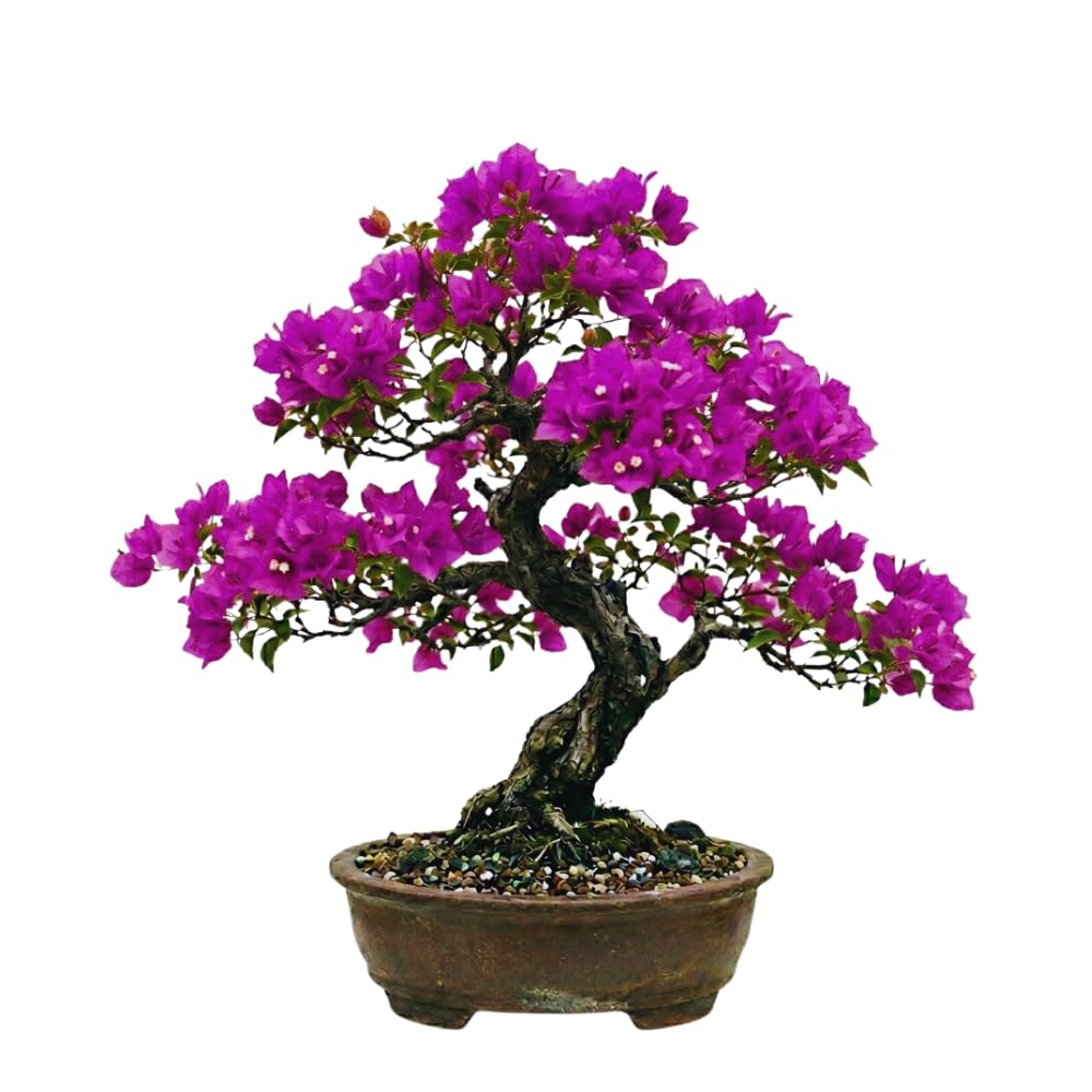 2 Bougainvillea Plants Live, Bougainvillea Live Plant, 4 to 6 Inc Tall, Flower Vine Plant Garden (Purple)
