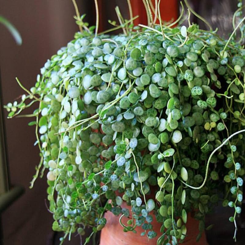 String of Turtles Plant Live, Rare Succulent Trailing Vine in Pot, Indoor Houseplant