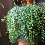 String of Turtles Live Plant, in Pot, Trailing Succulent Plant, Hanging Vine Live Indoor Houseplant