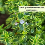Variegated Lemon Live Plant 4 Inch Tall, Fragrant Green Lemon Thyme, Herb Plant for Indoor or Outdoor Growing