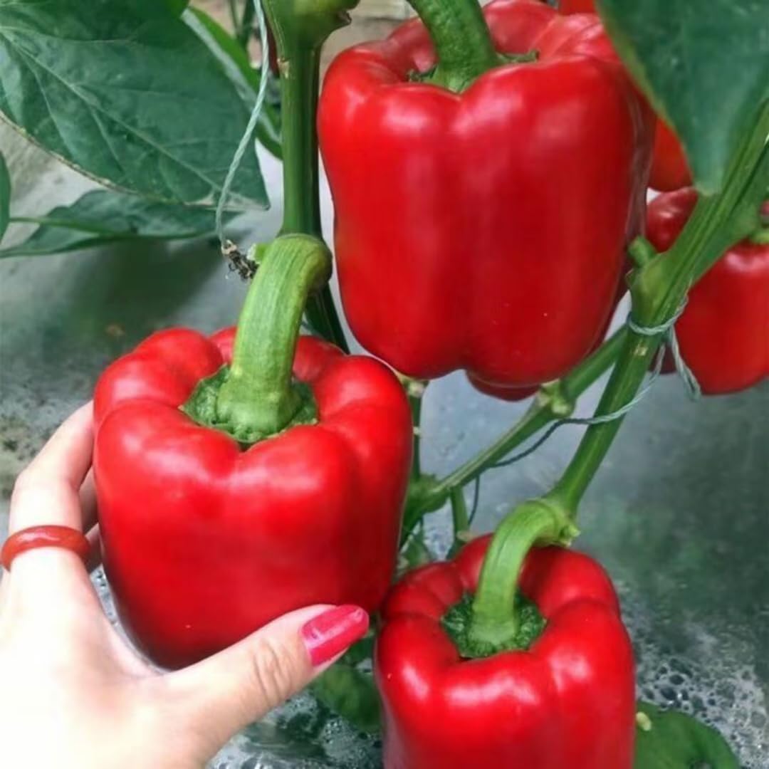Pack 4 Pepper Plants Live, 80 Days Old Live Pepper Green for Growing, Chili Peppers for Planting, 5 to 9 Inc Tall (Sweet Bell)
