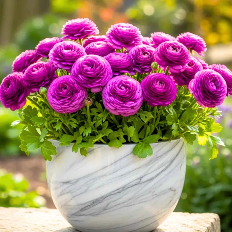 Pack of 30 Mix Flowers Bulbs for Spring Planting, Ranunculus Bulbs for Planting, Spring Blooms Vibrant Perennial Bulbs for Garden Borders (Purple Ranunculus)