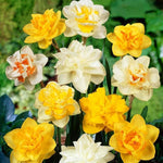 Pack 20 Mixed Daffodil Bulbs, Double Daffodils Flower Bulbs, Perennial Flowers for Garden or Containers