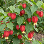3 Red Abutilon Plants 2-5 Inches, Lantern Hanging Flower Vine, Indoor Outdoor Planting, Ready to Grow