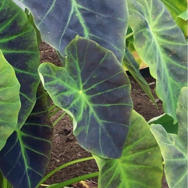 Elephant Ear Plants, Rare Colocasia Plant Live, Perennial Esculenta Taro Alocasia 4-8 Inch Tall, Indoor Outdoor Garden (Dark Purple)