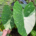 Colocasia Esculenta, Colocasia Live Plant, Elephant Ears Live Plant, Esculenta Taro Live Houseplant, 5-8 Inc Tall, No Pot (Rare Colocasia)