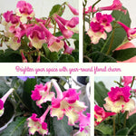 Streptocarpus Live Plant in 3.25" Pot, 5-8" False African Violet Ladyslipper Primose Plant for Spring Planting, Indoor Outdoor Home Décor (Blue White)
