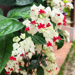 White Bleeding Heart Live Plant, 6-8 Inch Clerodendrum Live Plant, Clerodendrum Bleeding Heart Vine - Perennial Flower, Well Rooted Starter Plant
