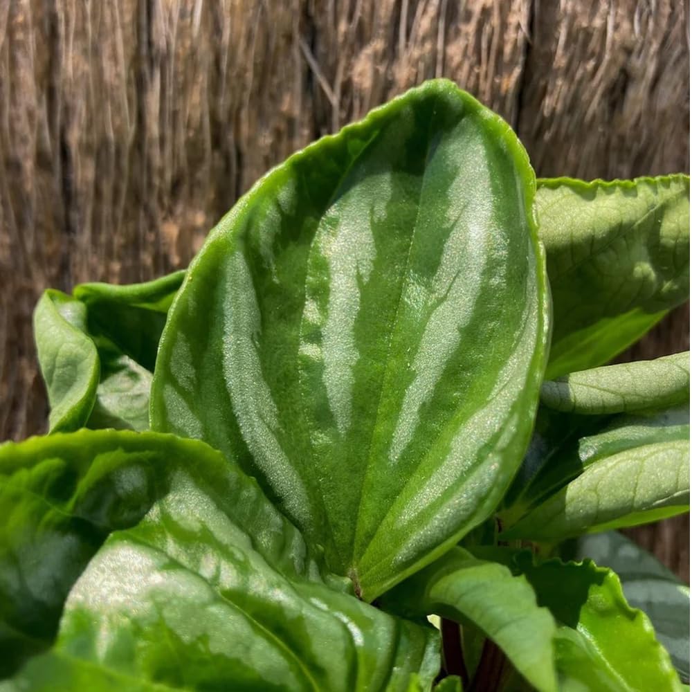 Rare Peperomia Plant Live, Silver Green Peperomia Live Plant for Indoor Growing, Easy Care Houseplant, 3 to 5 Inches Tall