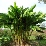 Grand Nain Banana Plant Live, 4-6" Tall Well-Rooted for Indoor Tropical Displays, Cold Hardy Banana Fruit Tree