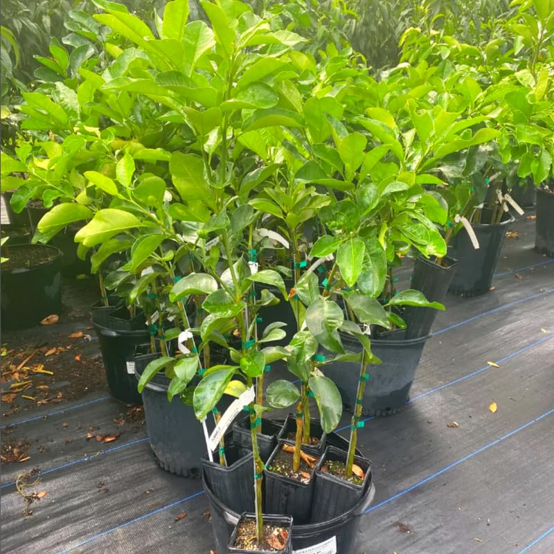 White Pomelo Grapefruit Tree Live Plant, 3 Feet Tall in Pot, Pomelo Grapefruit Grafted Tree, Sweet Pomelo Tree for Planting, No CA, HI, PR, GU, AK