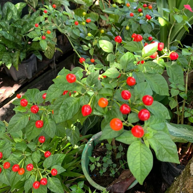 Red Chiltepin Pepper Plants Live for Planting, 6 to 8 Inch Tall Pepper Plants in Pot, Hot Peppers