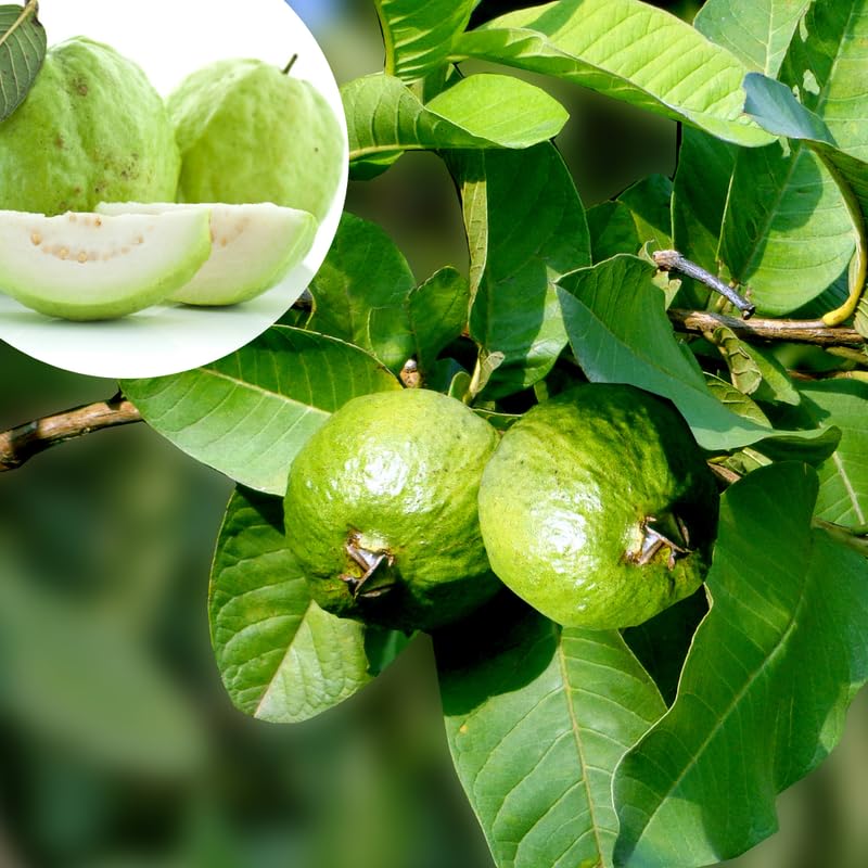 Guava Plant Live 4-8 Inch Tall, Sweet Tropical Guava Fruit Tree Seedling, Garden and Container Growing