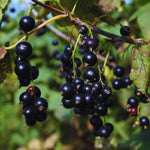 Currant Plant Live, Red Currant Bush Live Plant for Planting, 6 to 8 Inc Tall (Black)